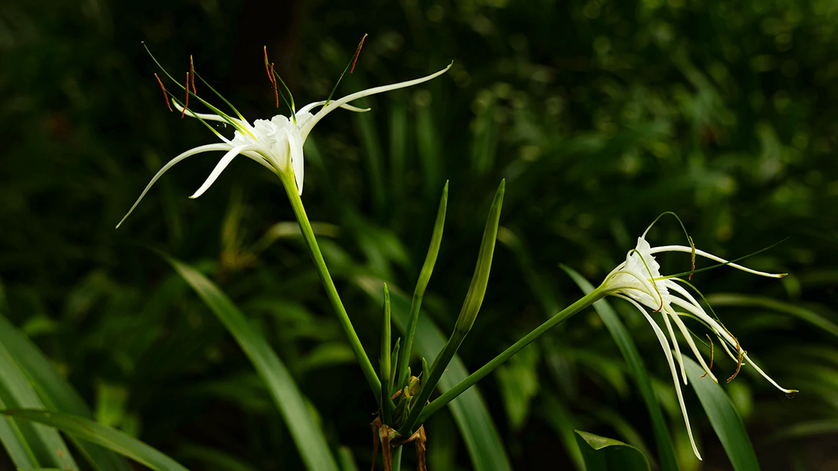 parfum