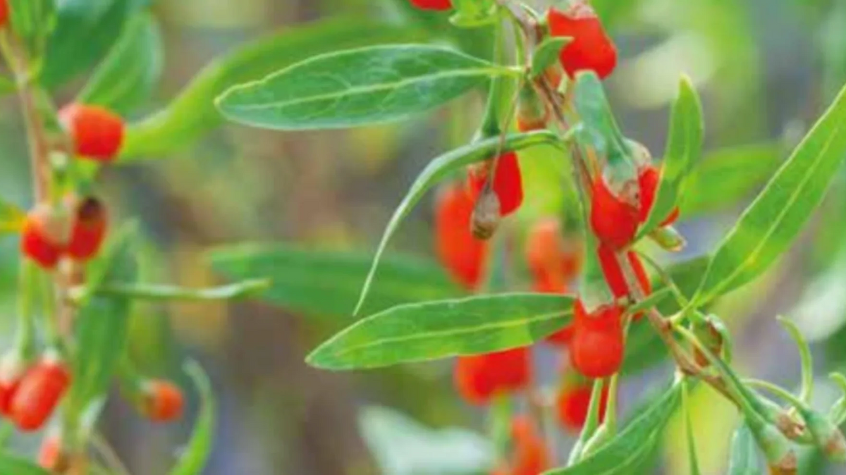 À la recherche de baies de goji