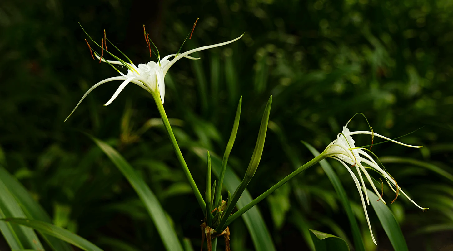 parfum